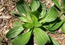Plantago lanceolata - babka lancetowata