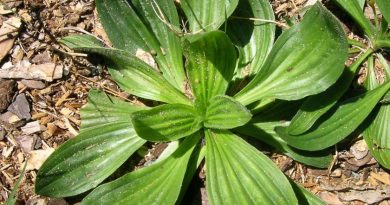 Plantago lanceolata - babka lancetowata